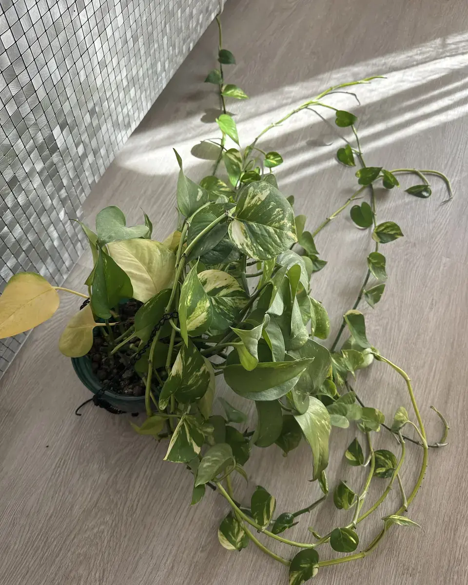 Pothos with long sparse stems, yellowing leaves and small new growth