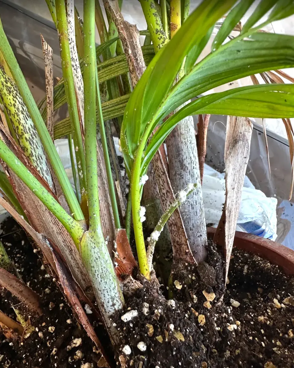 Close view of a pest infestation on indoor plant stems