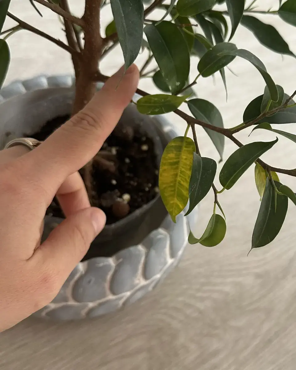 Close view of a ficus with a yellowing leaf