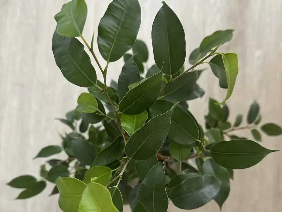 Healthy new leaves showing active plant growth