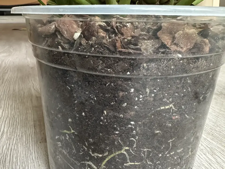 Fresh roots growing visibly inside a transparent plant pot
