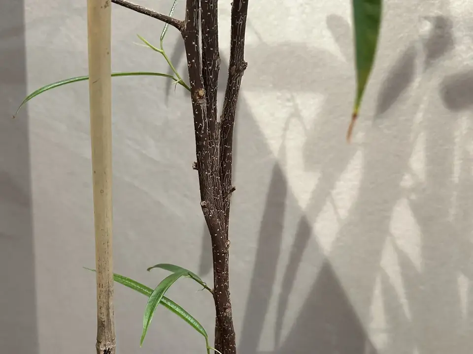 New shoots emerging from previously bare plant stems