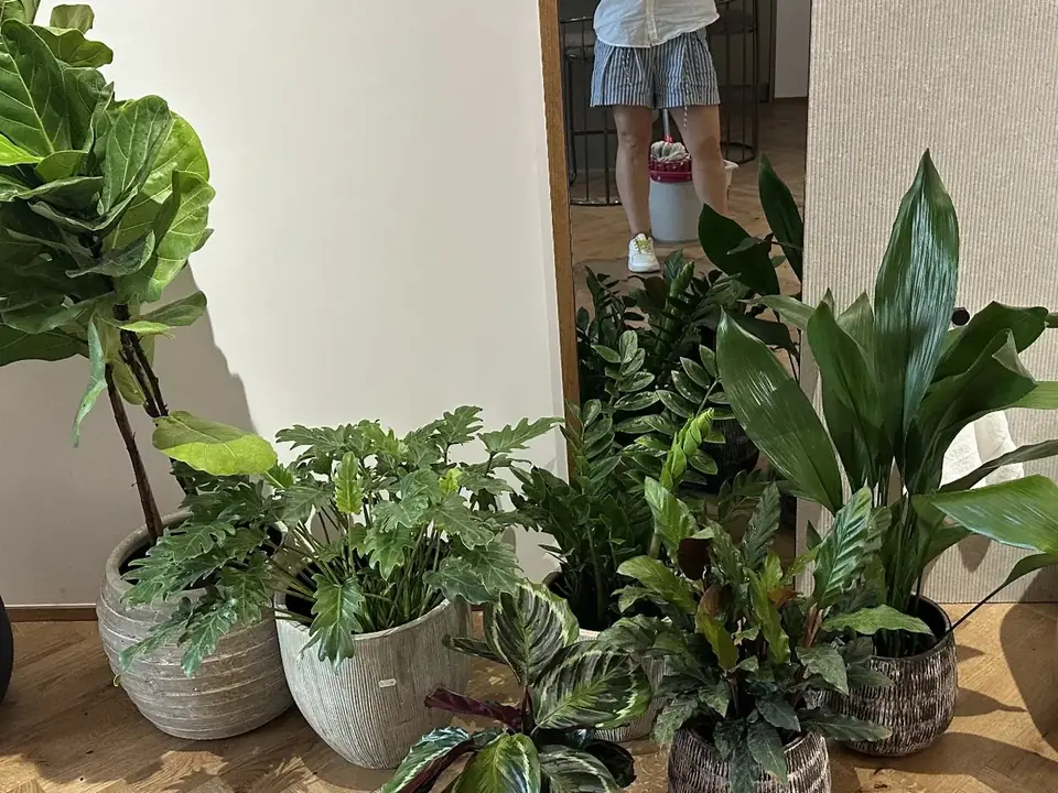 Healthy indoor plants arranged in front of a mirror after care