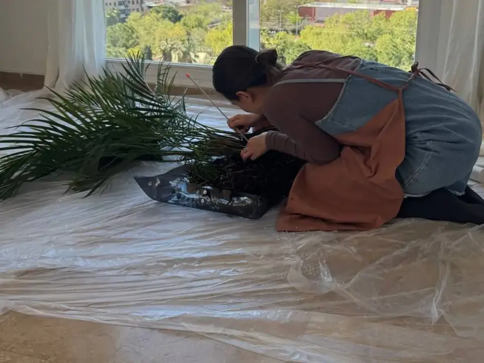 Daria working on the roots of a large indoor plant