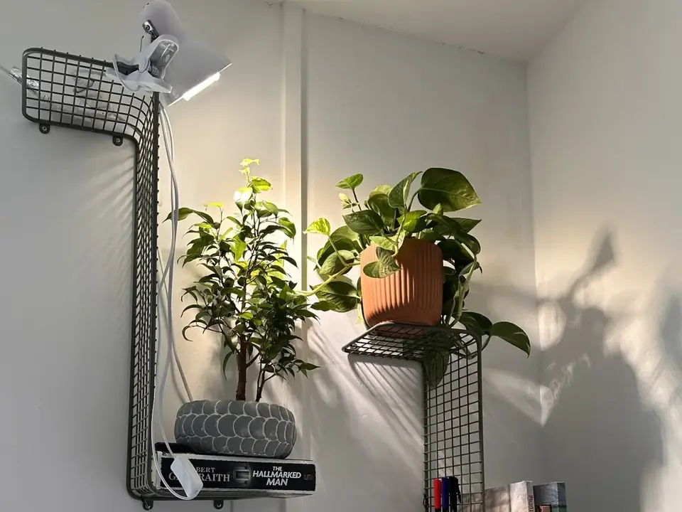 A grow light positioned directly above indoor plants