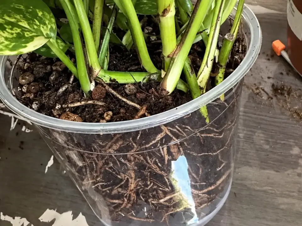 Checking the space around the roots inside a transparent plant pot